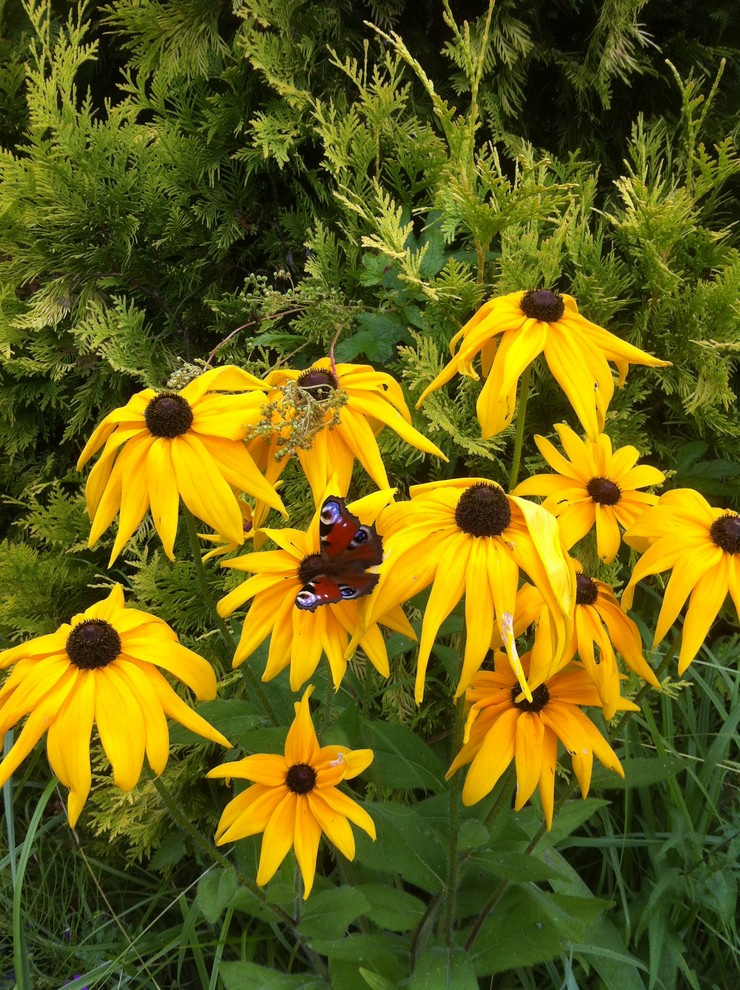 В гостях: Сад на выходные для родителей