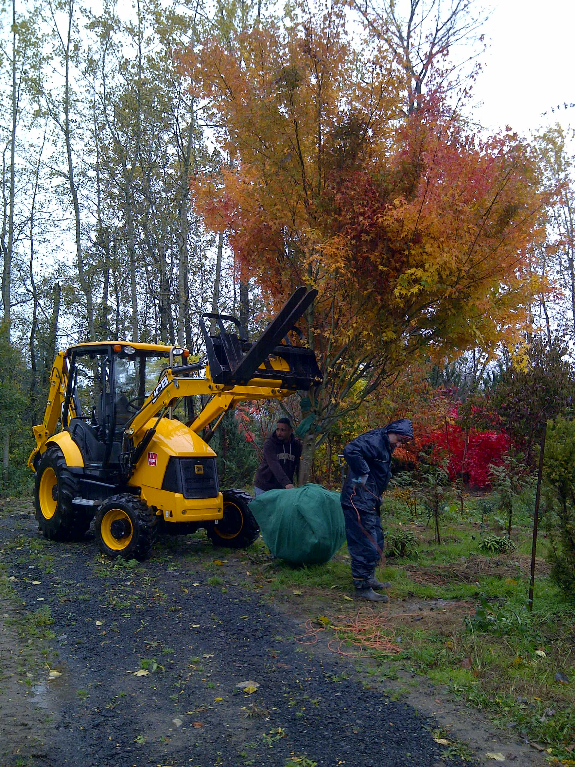 Как правильно: Посадить сад осенью