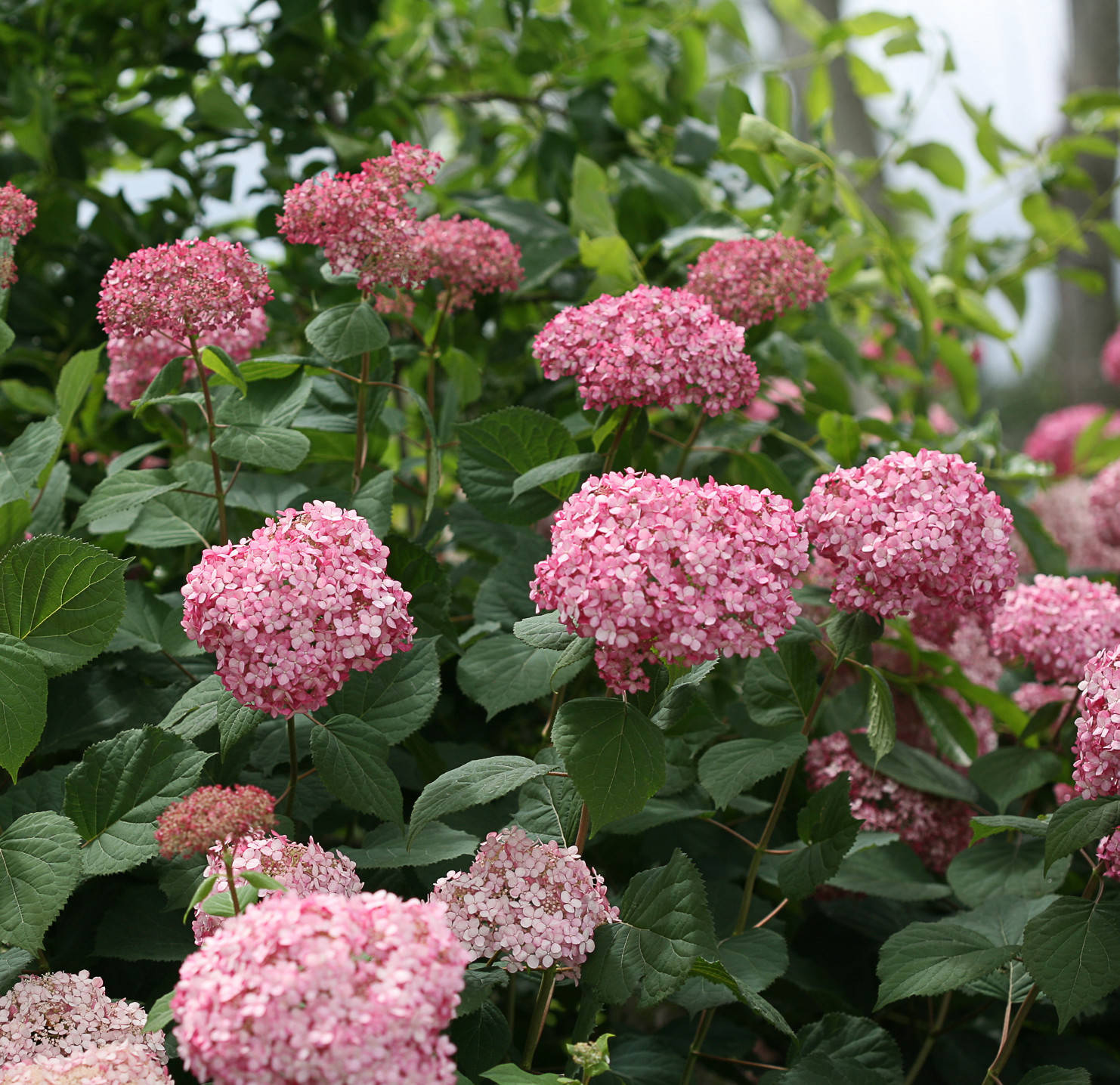 Вопрос: Как правильно выращивать гортензию