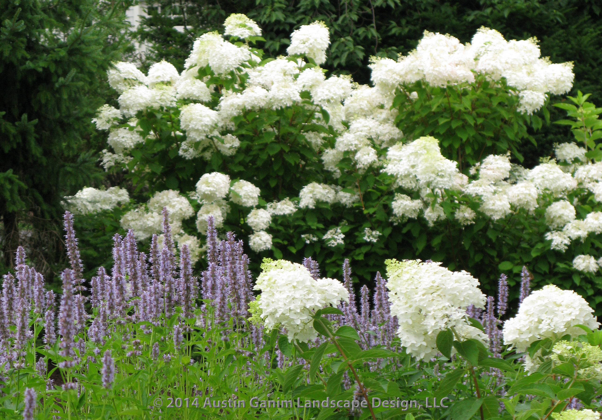 Вопрос: Как правильно выращивать гортензию