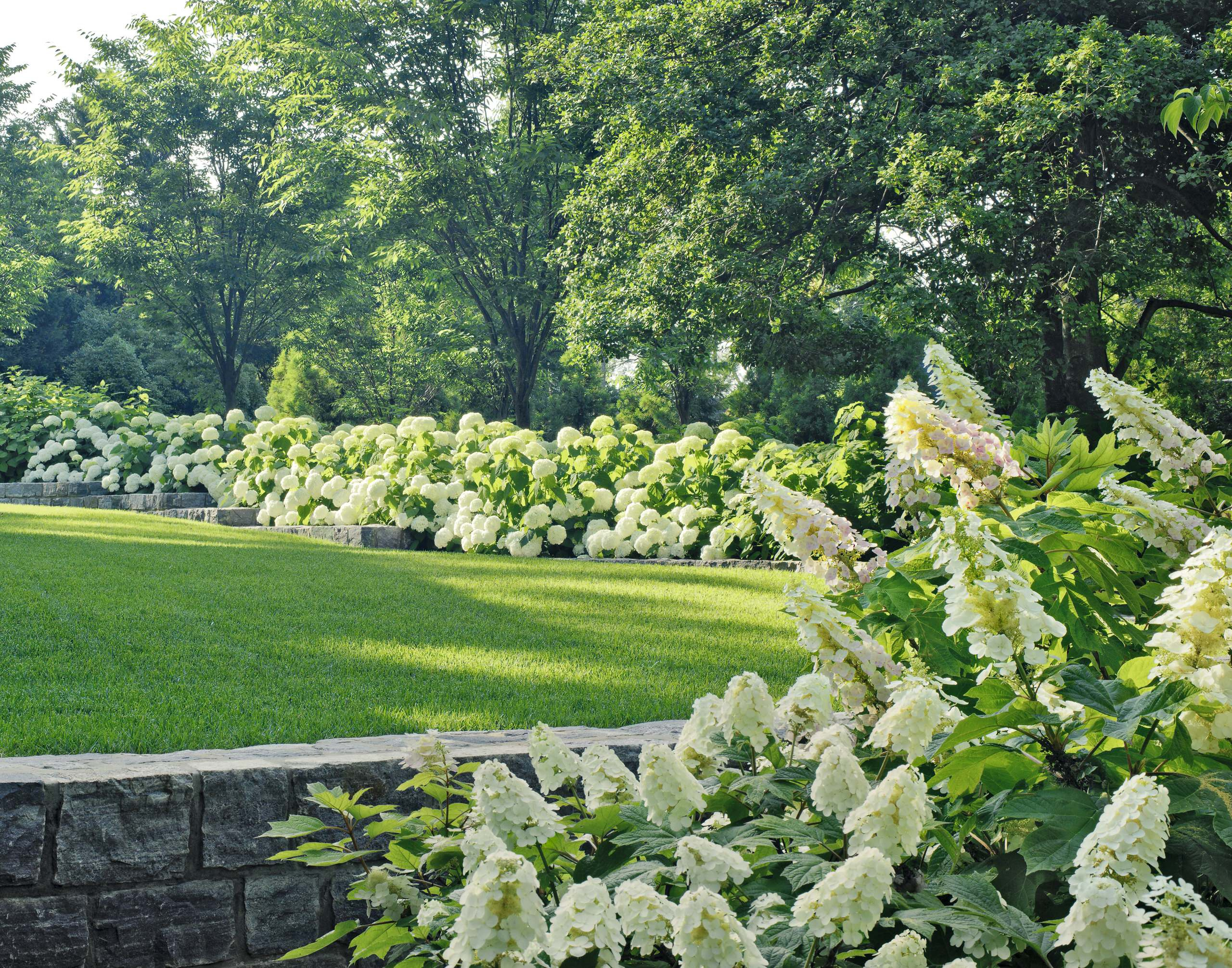 Вопрос: Как правильно выращивать гортензию