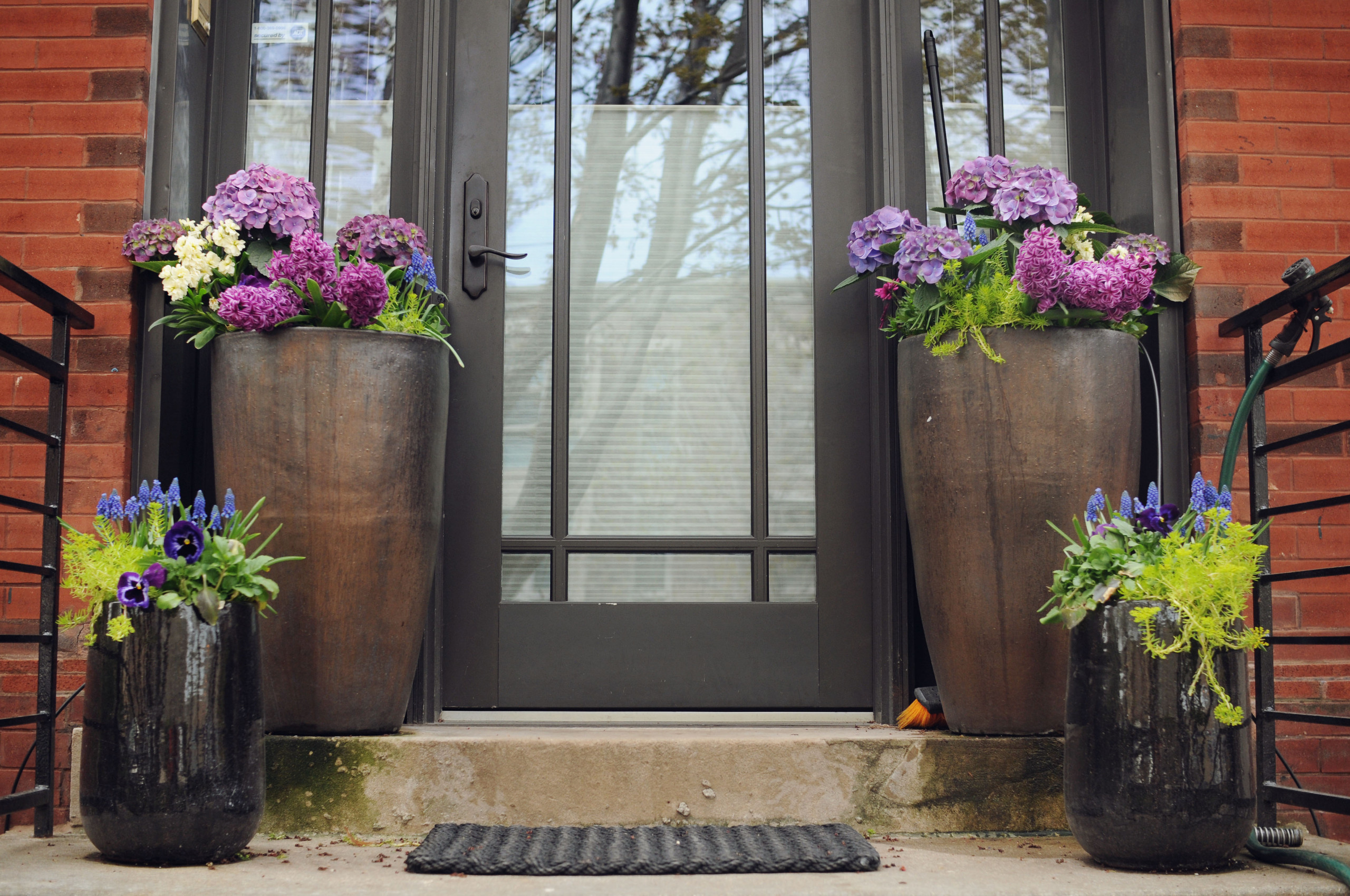 Вопрос: Как правильно выращивать гортензию