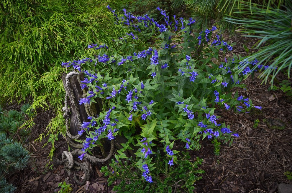 Houzz тур: Хвойный сад на Карельском перешейке