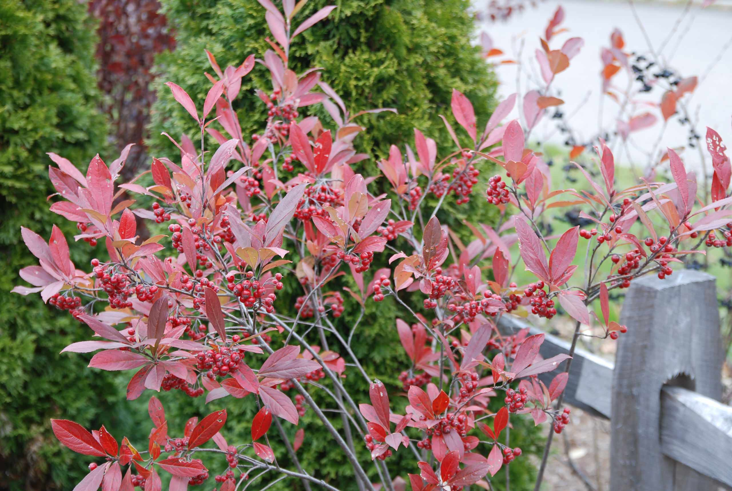 Вопрос: Как сделать свой сад привлекательным для птиц