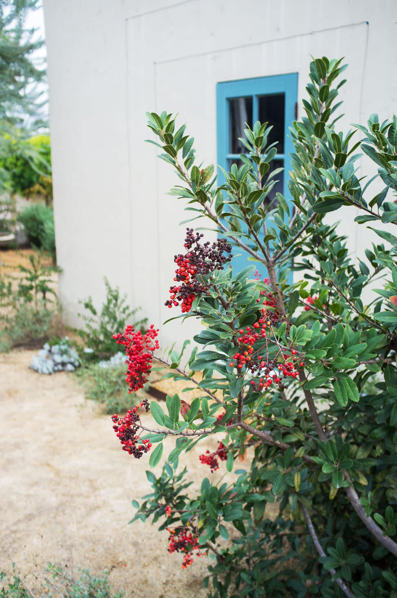 Вопрос: Как сделать свой сад привлекательным для птиц