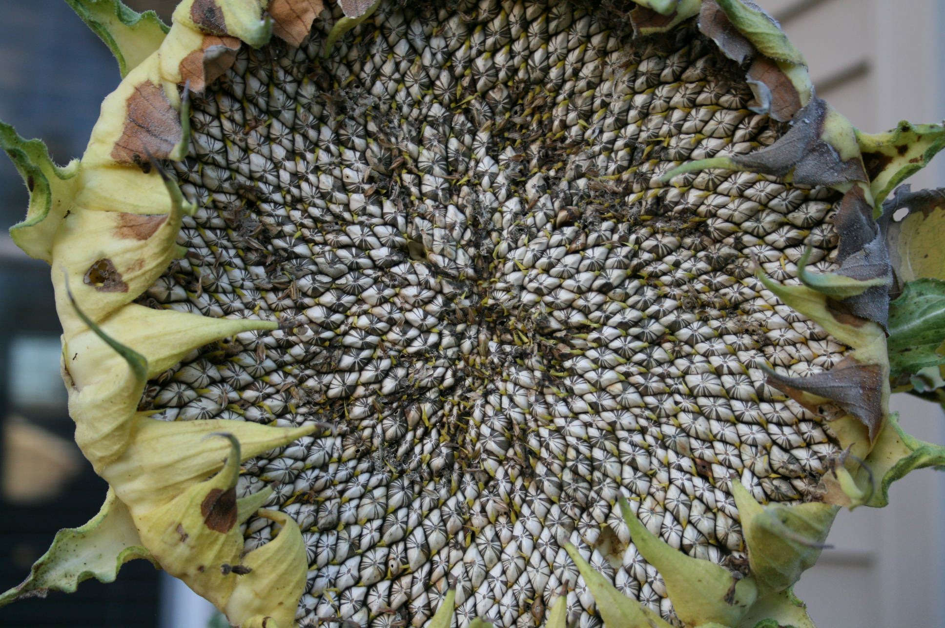 Вопрос: Как сделать свой сад привлекательным для птиц