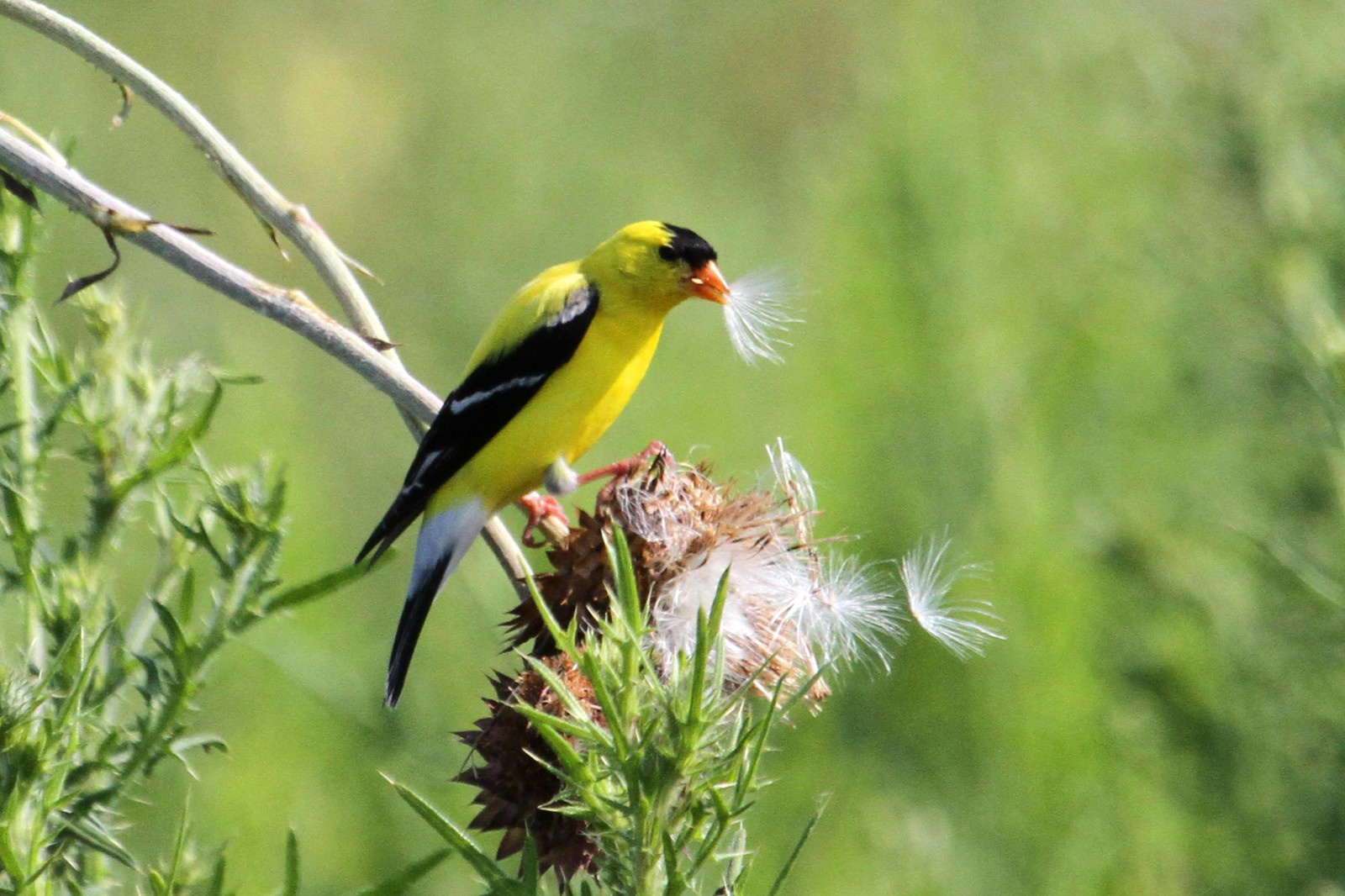 Вопрос: Как сделать свой сад привлекательным для птиц