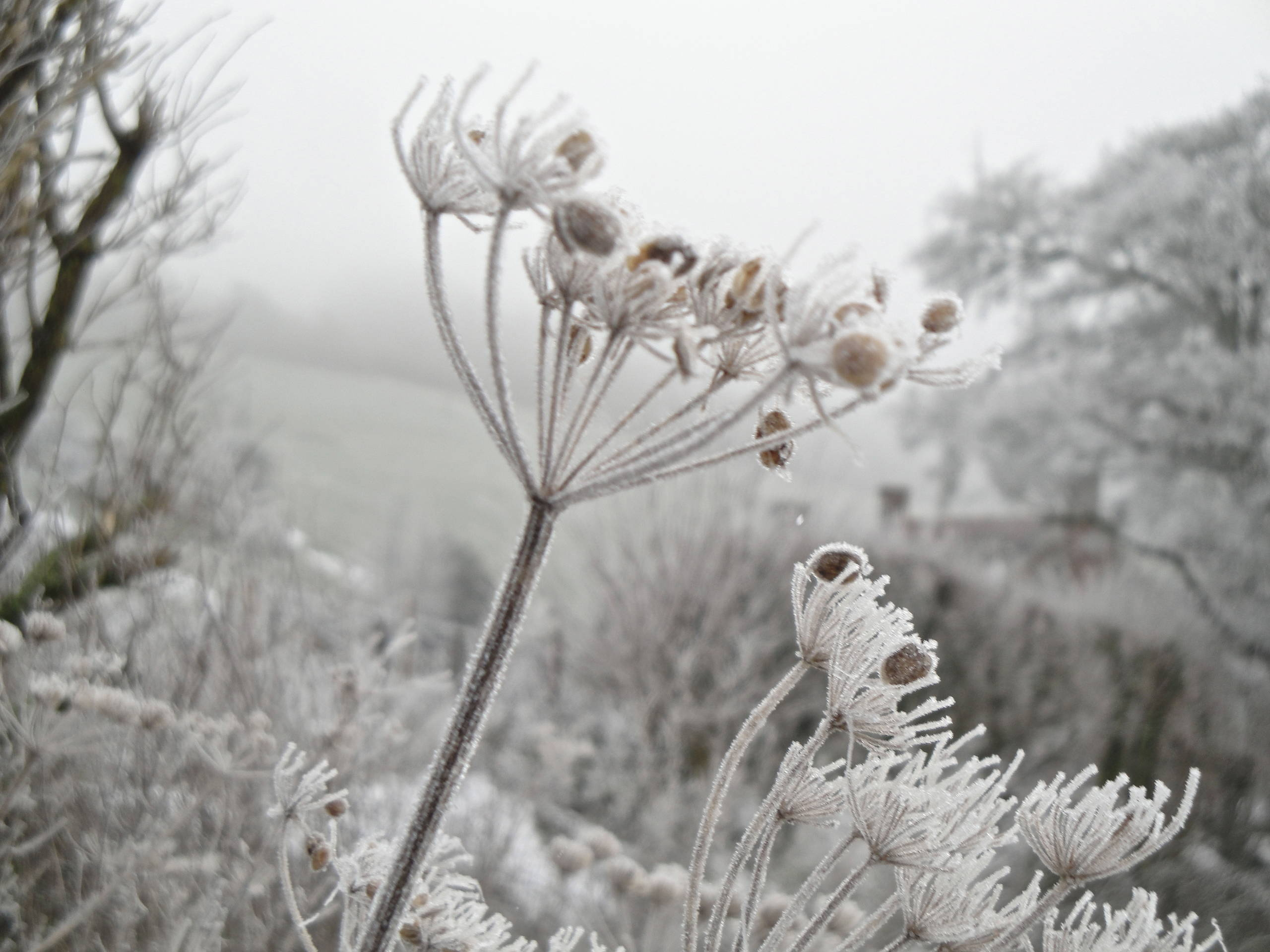 Ландшафт: Что (с)делает наши сады модными