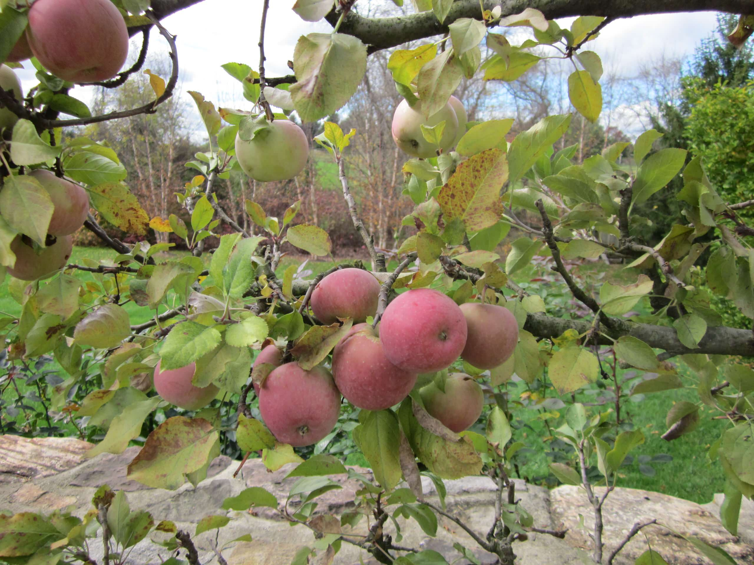 Плодово-ягодный сад: Как выиграть битву за красоту и собрать урожай