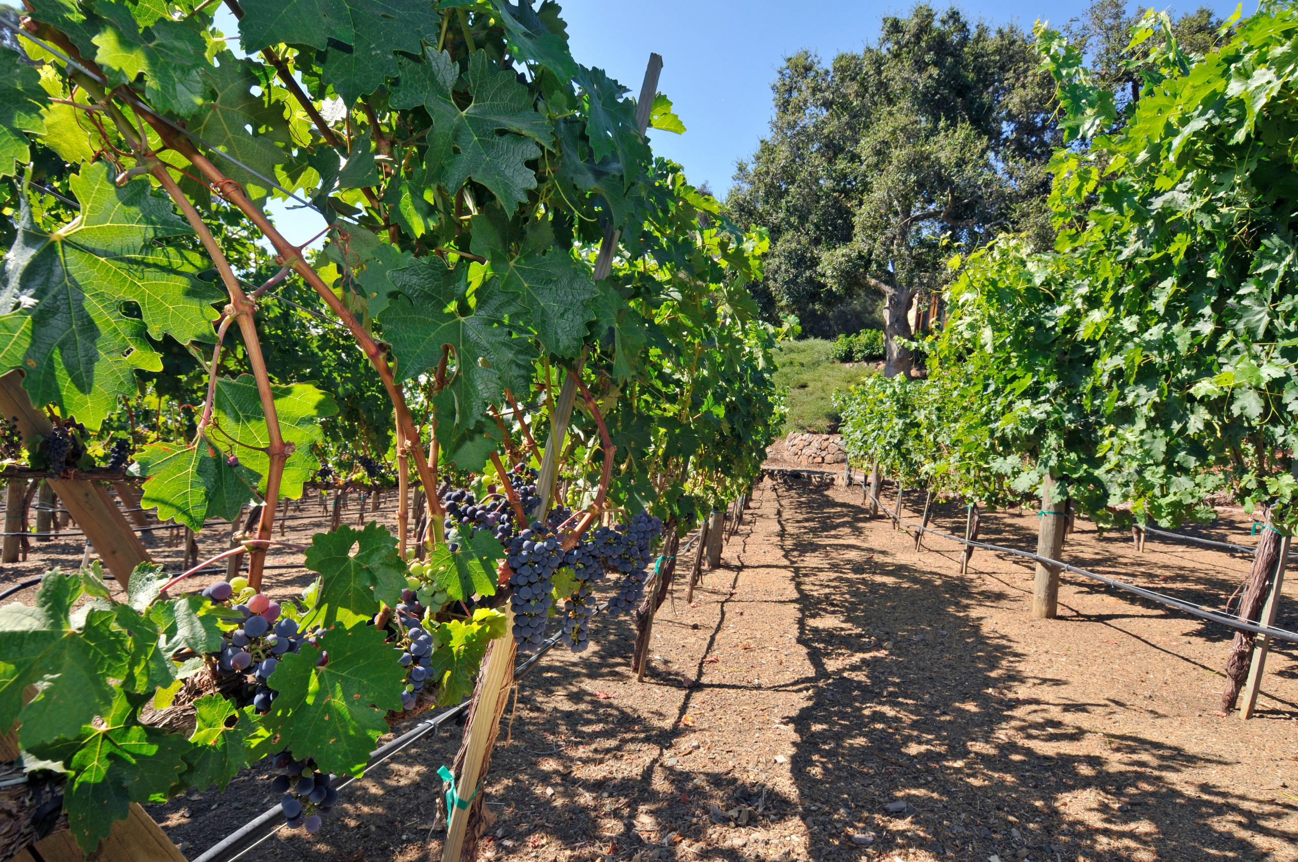 Плодово-ягодный сад: Как выиграть битву за красоту и собрать урожай