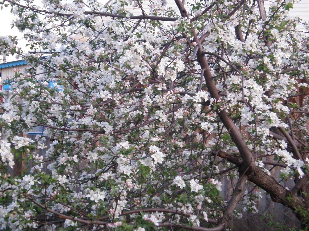 Плодово-ягодный сад: Как выиграть битву за красоту и собрать урожай