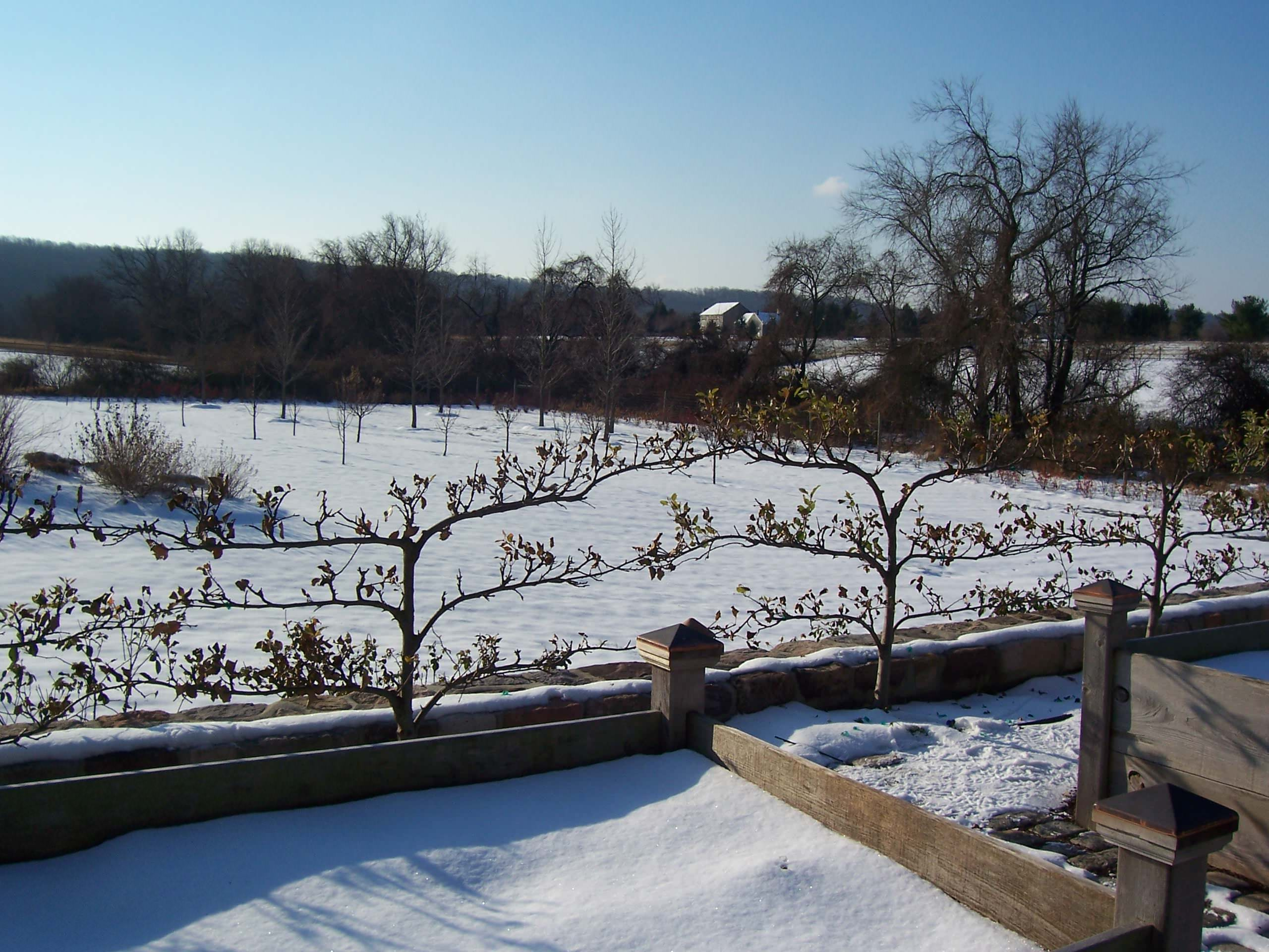 Плодово-ягодный сад: Как выиграть битву за красоту и собрать урожай