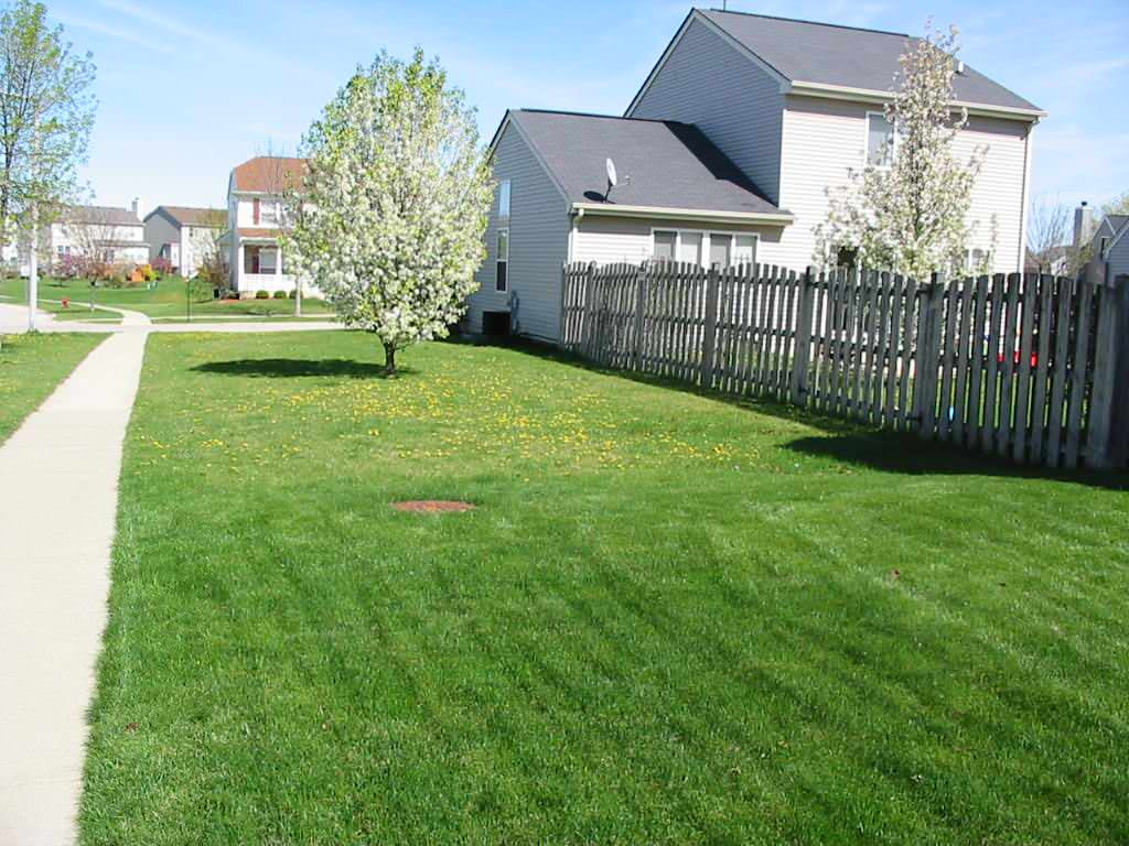 Плодово-ягодный сад: Как выиграть битву за красоту и собрать урожай