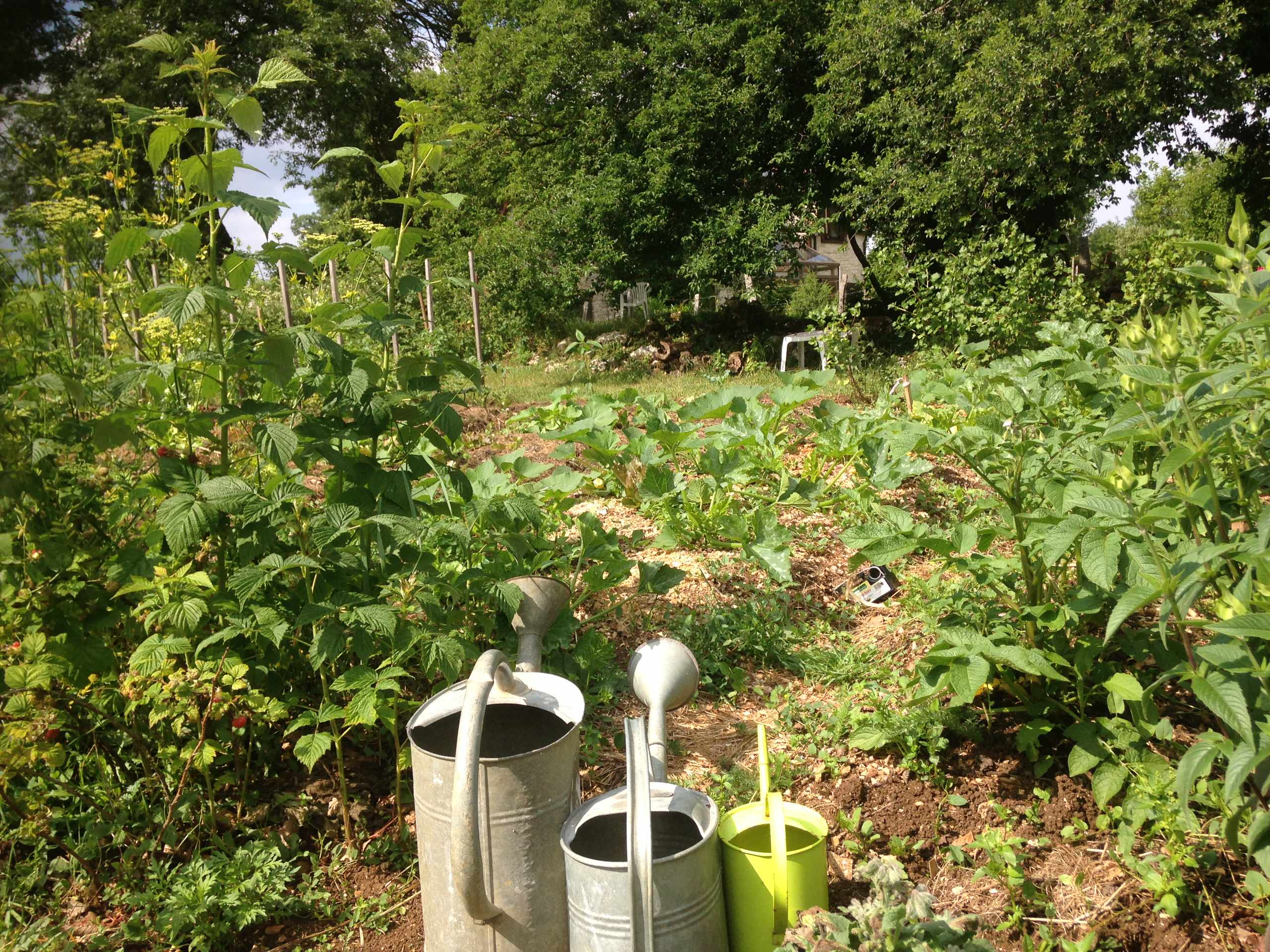 Плодово-ягодный сад: Как выиграть битву за красоту и собрать урожай