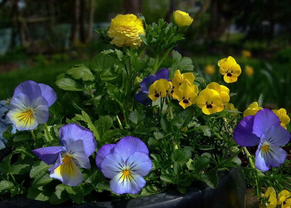 В ожидании бабьего лета: Важные садовые работы месяца