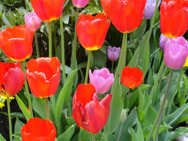 В ожидании бабьего лета: Важные садовые работы месяца