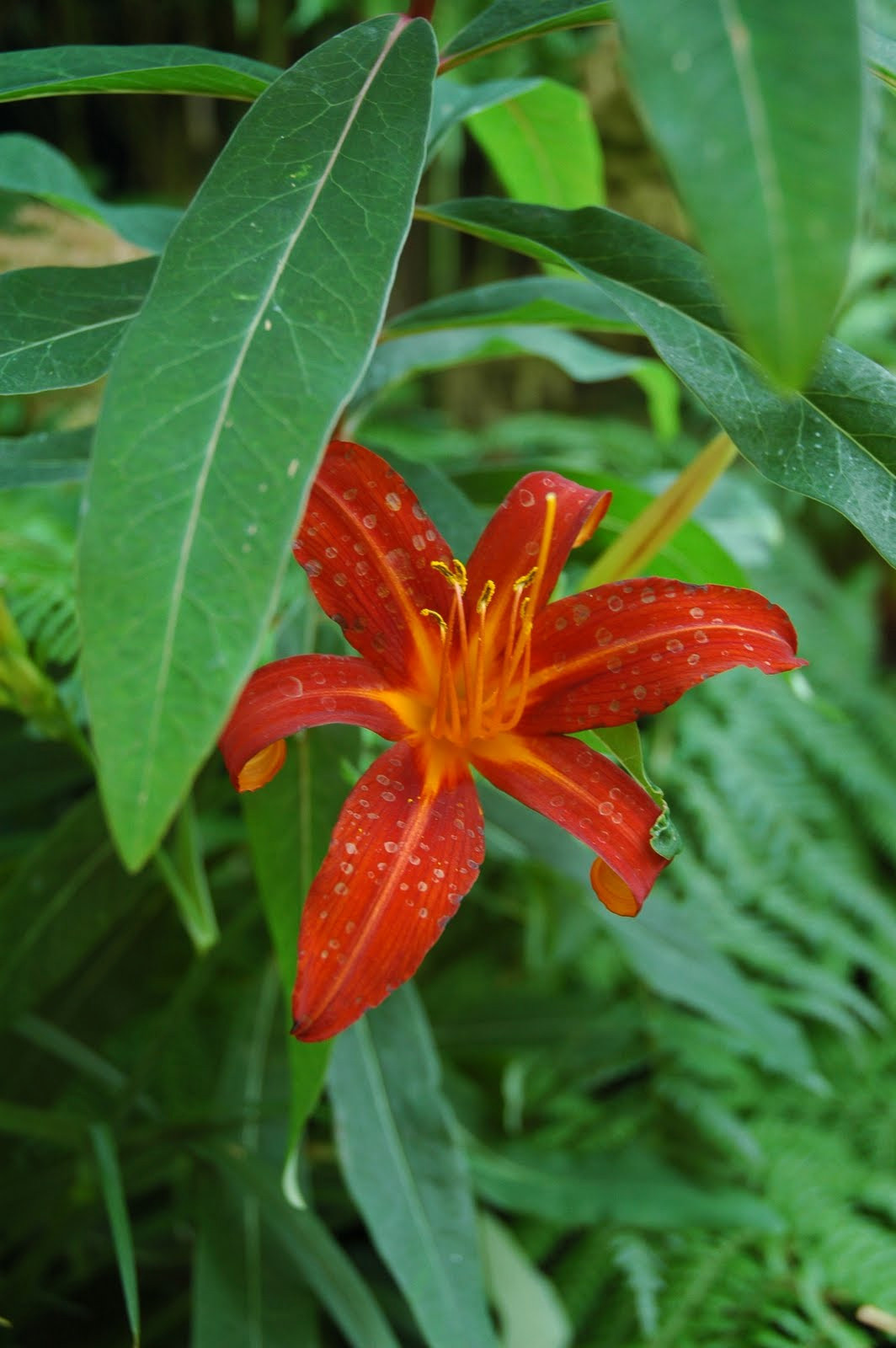 Houzz в саду: Тропический сад в Лондоне — всего 32 кв.м