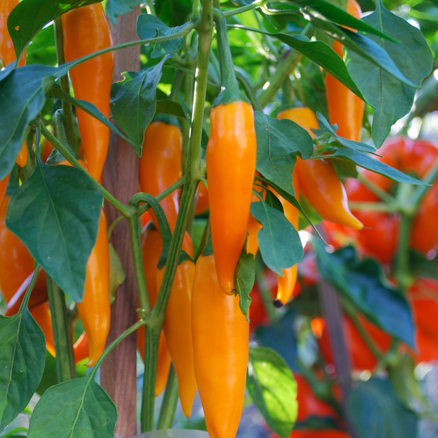 Микротренд: Движение Slow Food — как стать его последователем