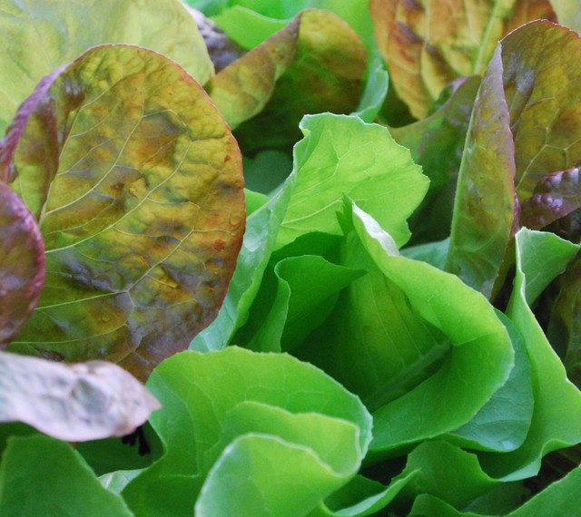 Микротренд: Движение Slow Food — как стать его последователем