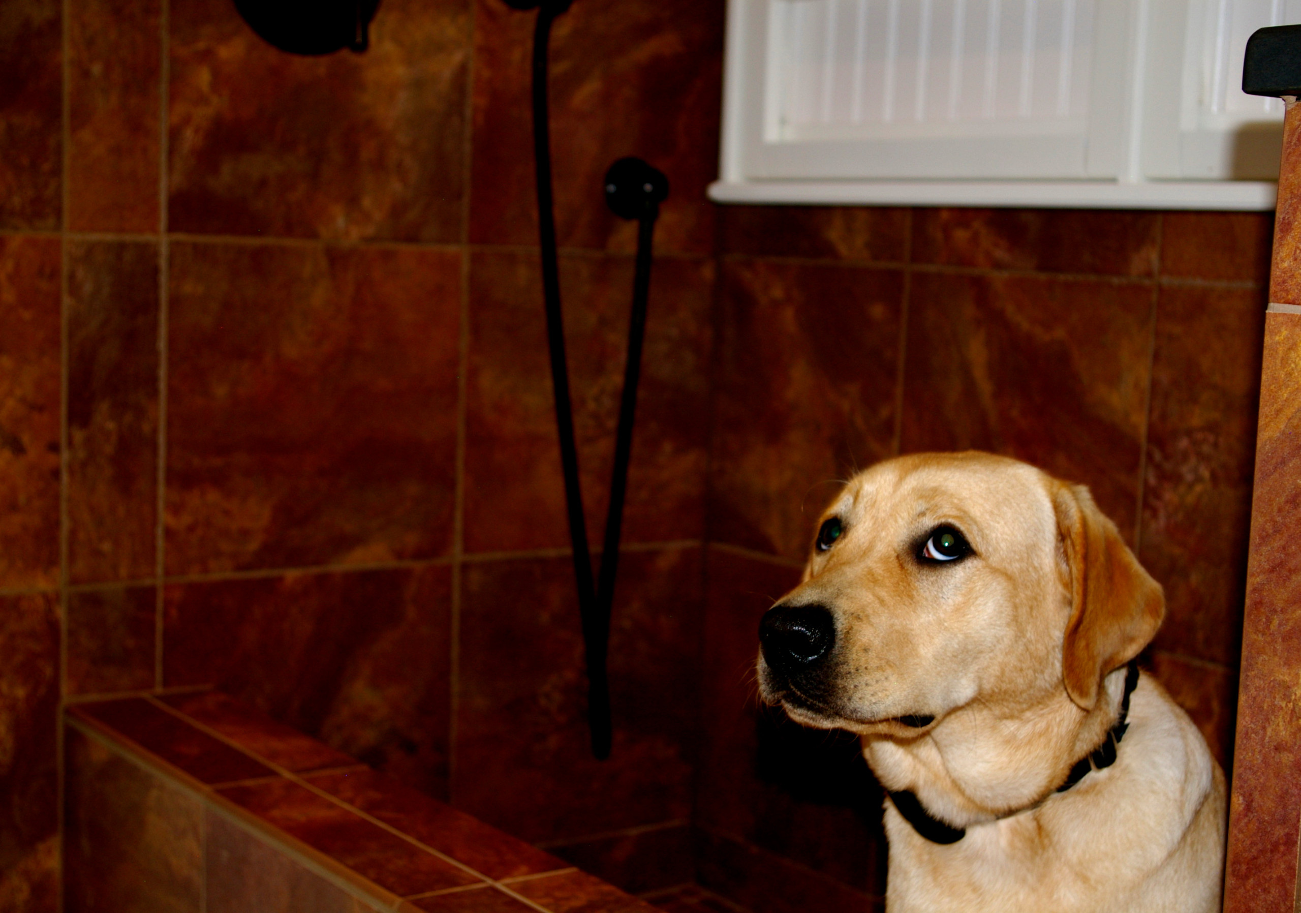 Как справиться с грязью, которую приносят домой животные