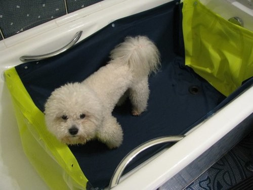 Как справиться с грязью, которую приносят домой животные