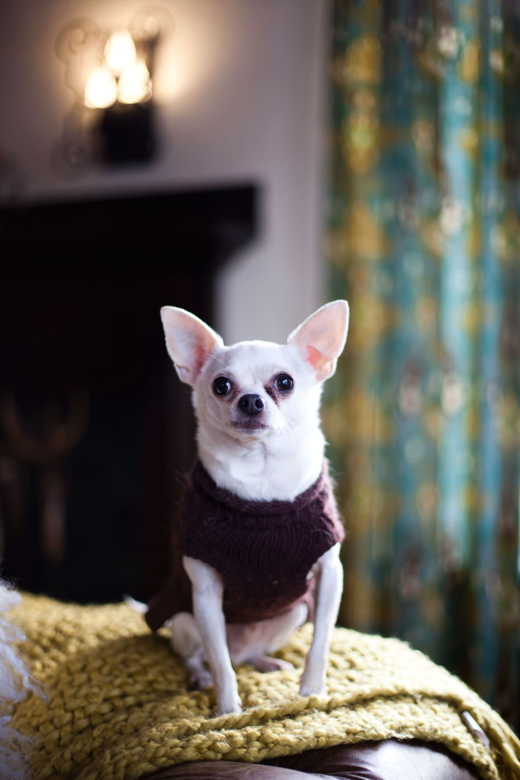 Как справиться с грязью, которую приносят домой животные