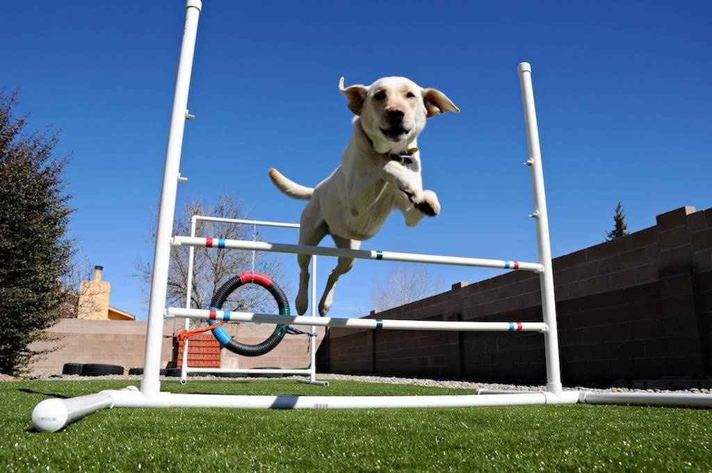 Как справиться с грязью, которую приносят домой животные