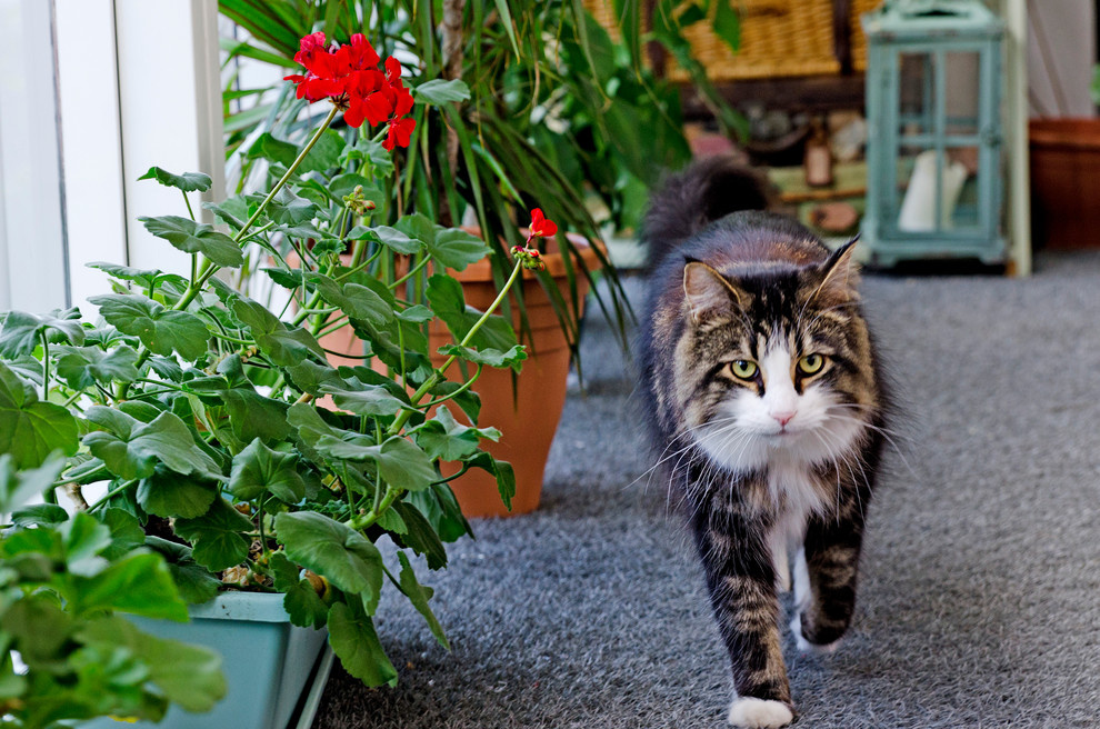 Мир дизайна: 10 счастливых питомцев и их места обитания в доме