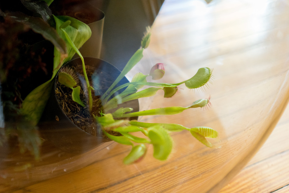 DIY: Террариум для Хэллоуина