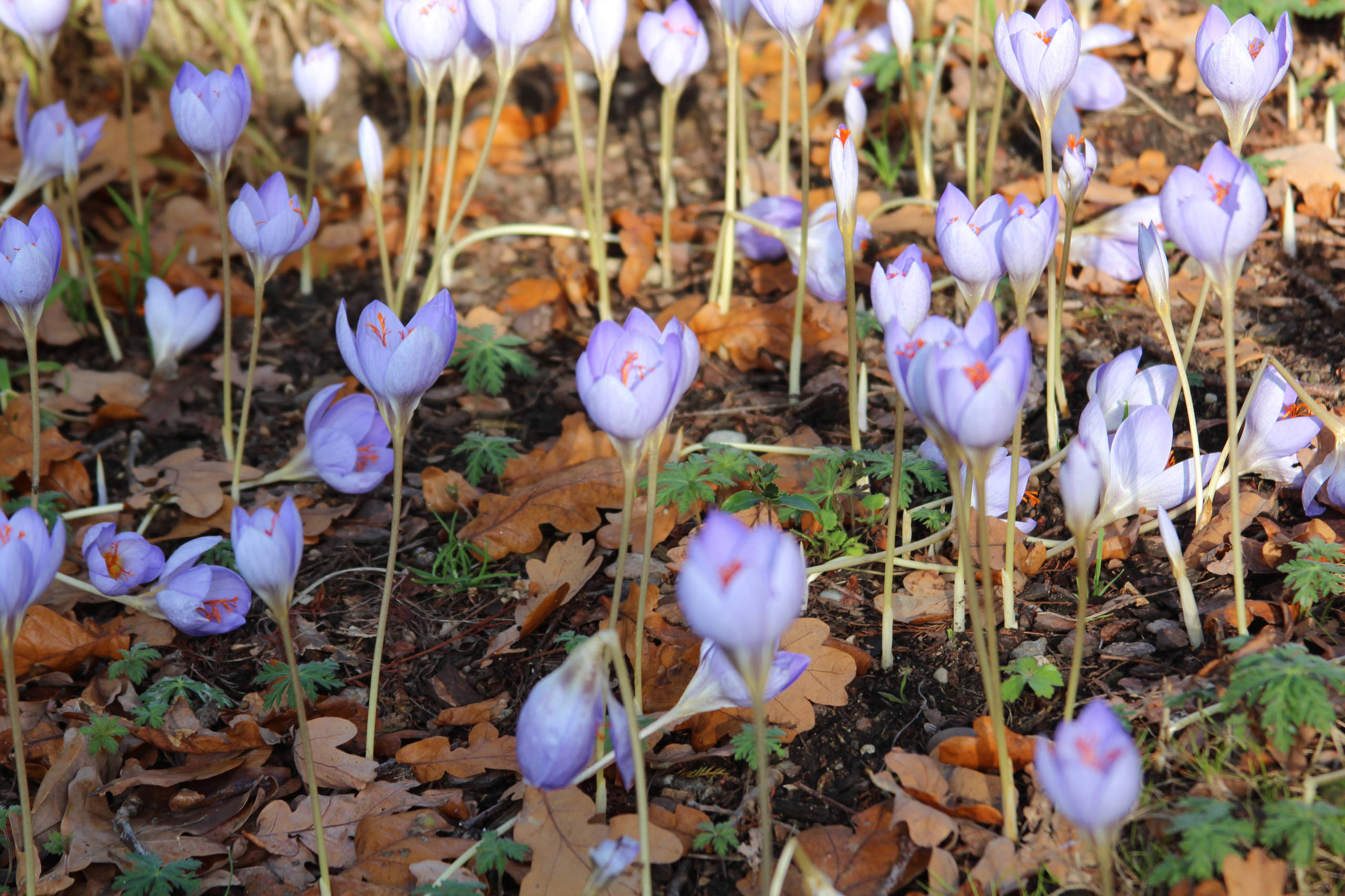 Как правильно: Выбрать первоцветы для «ленивого сада»