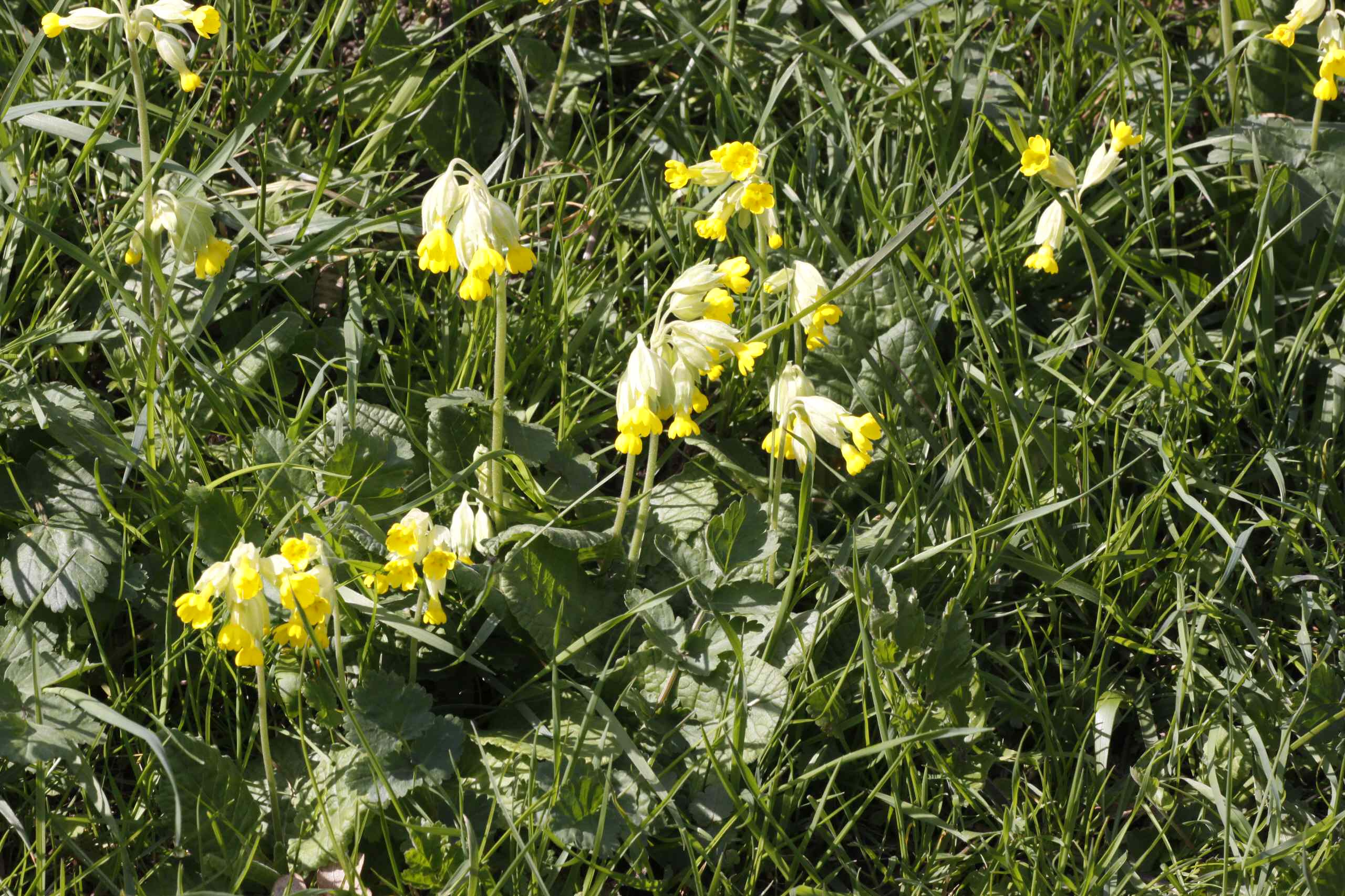 Как правильно: Выбрать первоцветы для «ленивого сада»