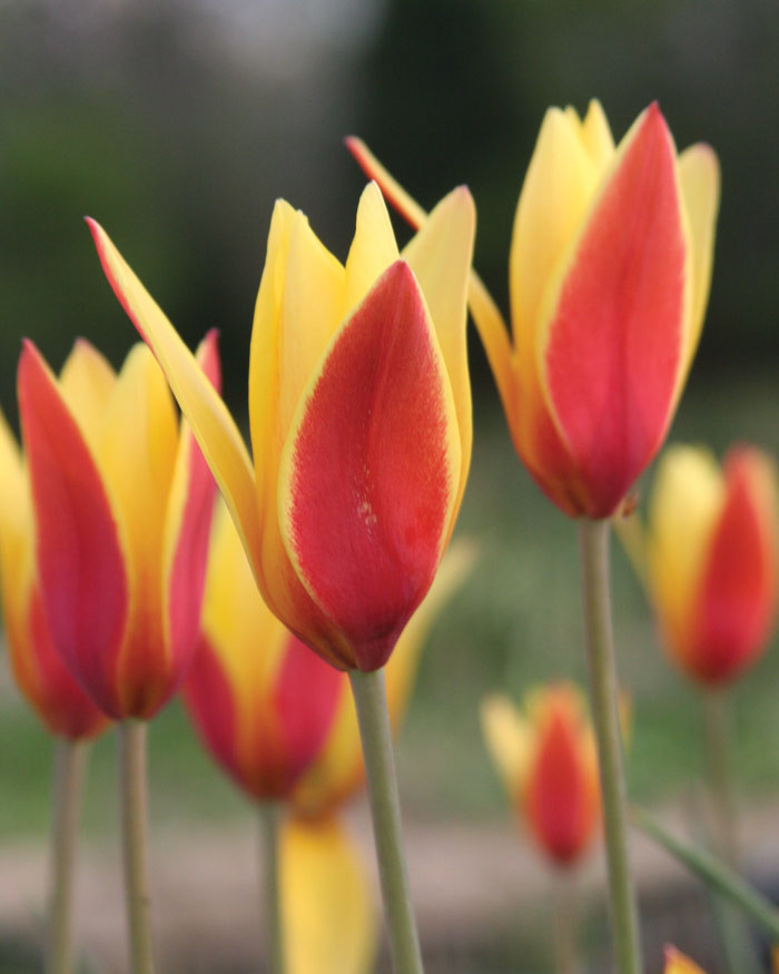 Как правильно: Выбрать первоцветы для «ленивого сада»