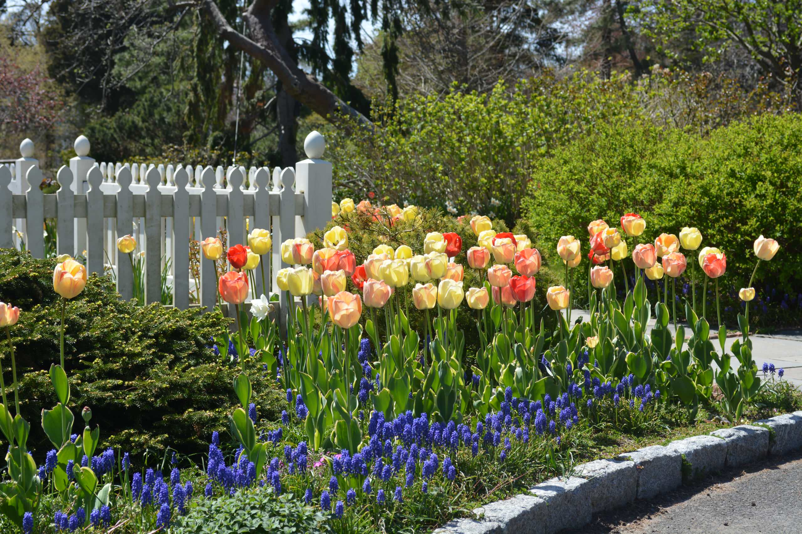 Как правильно: Выбрать первоцветы для «ленивого сада»