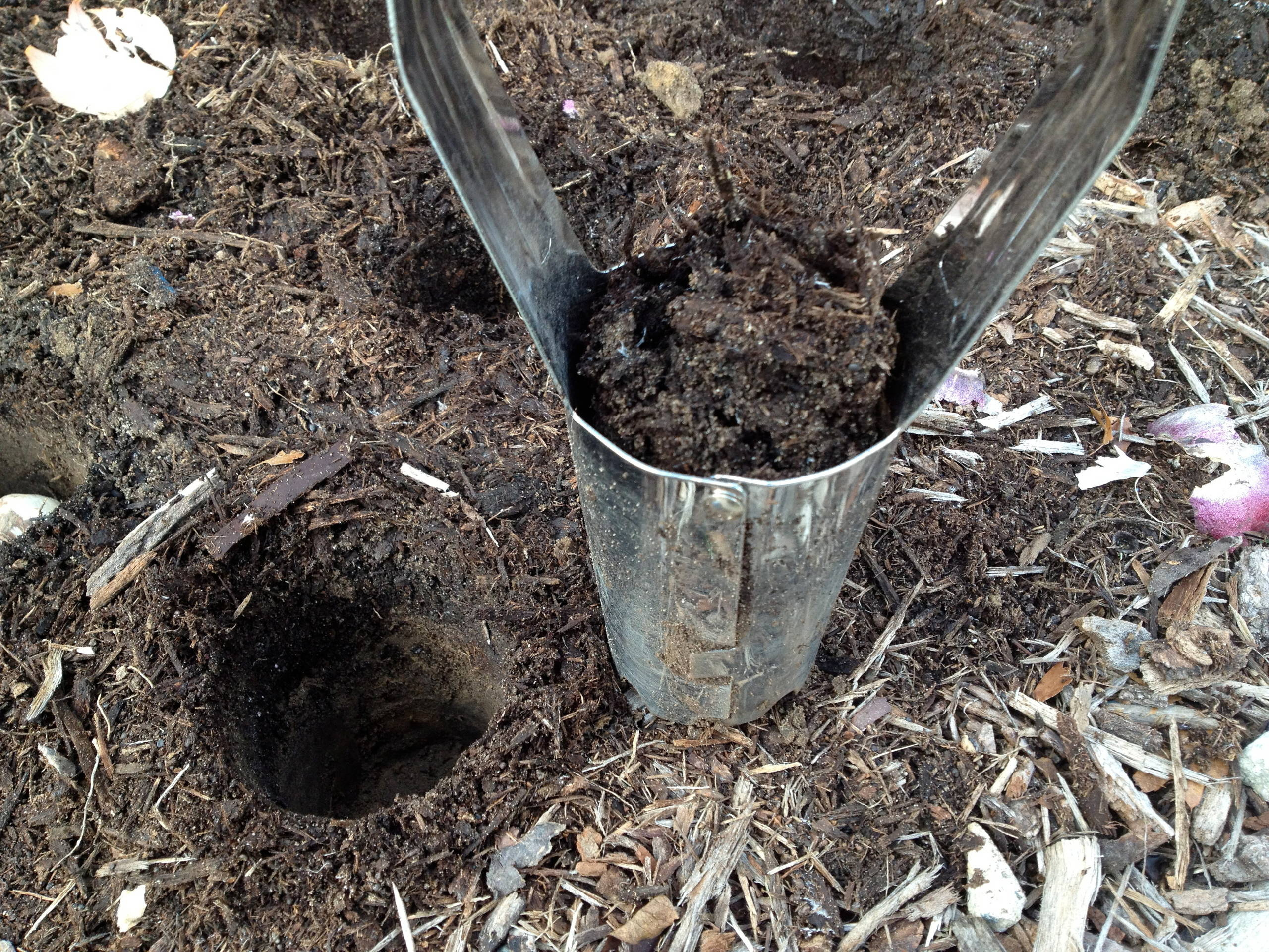 Как правильно: Выбрать первоцветы для «ленивого сада»