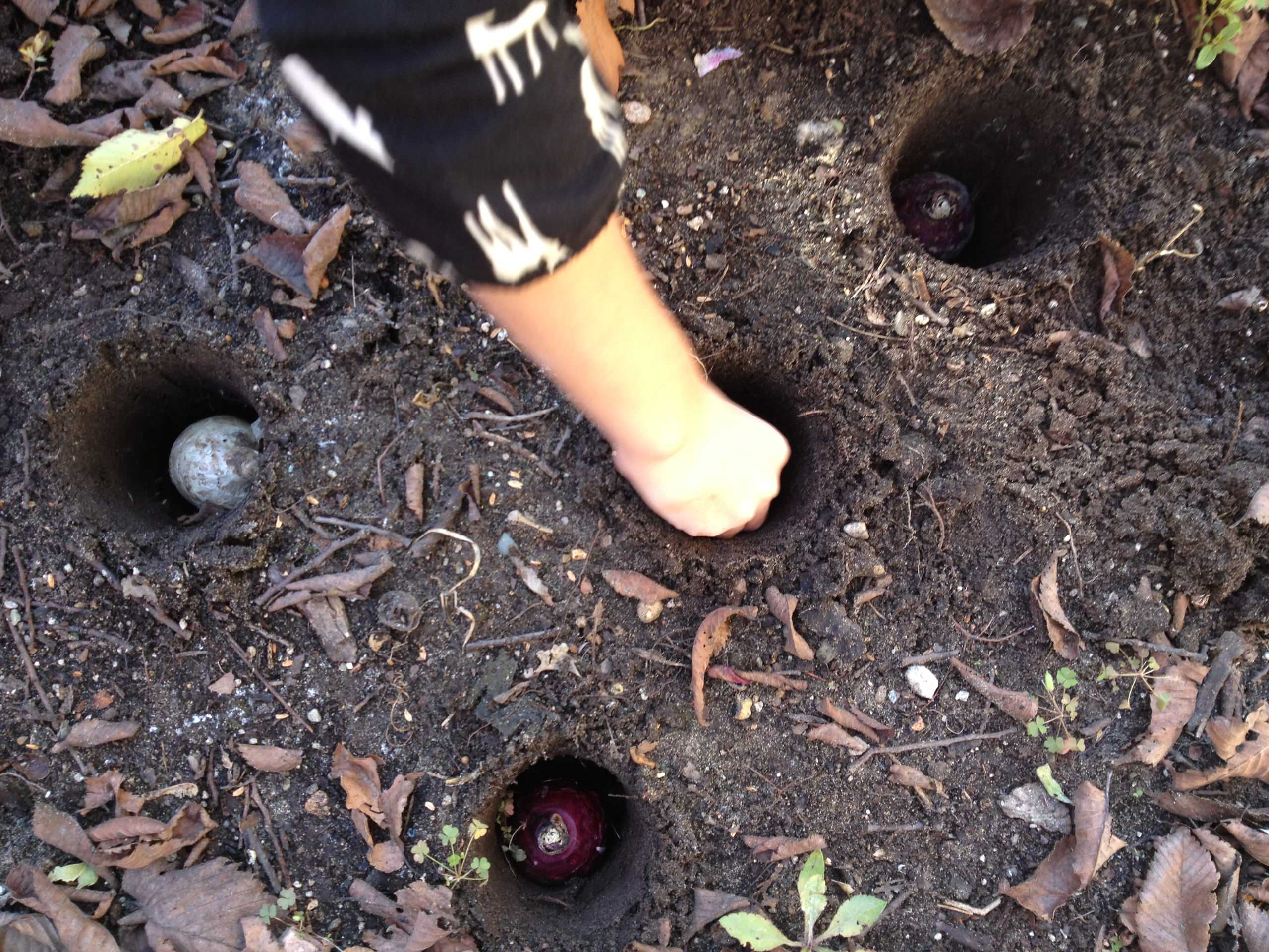 Как правильно: Выбрать первоцветы для «ленивого сада»