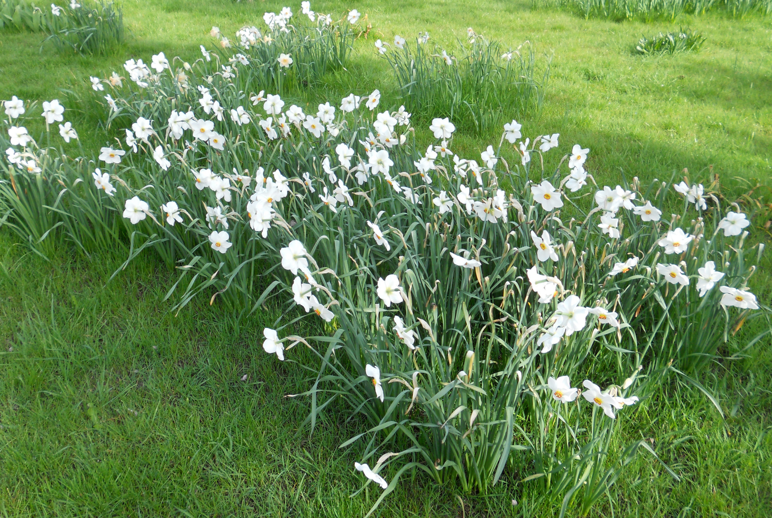 Как правильно: Выбрать первоцветы для «ленивого сада»