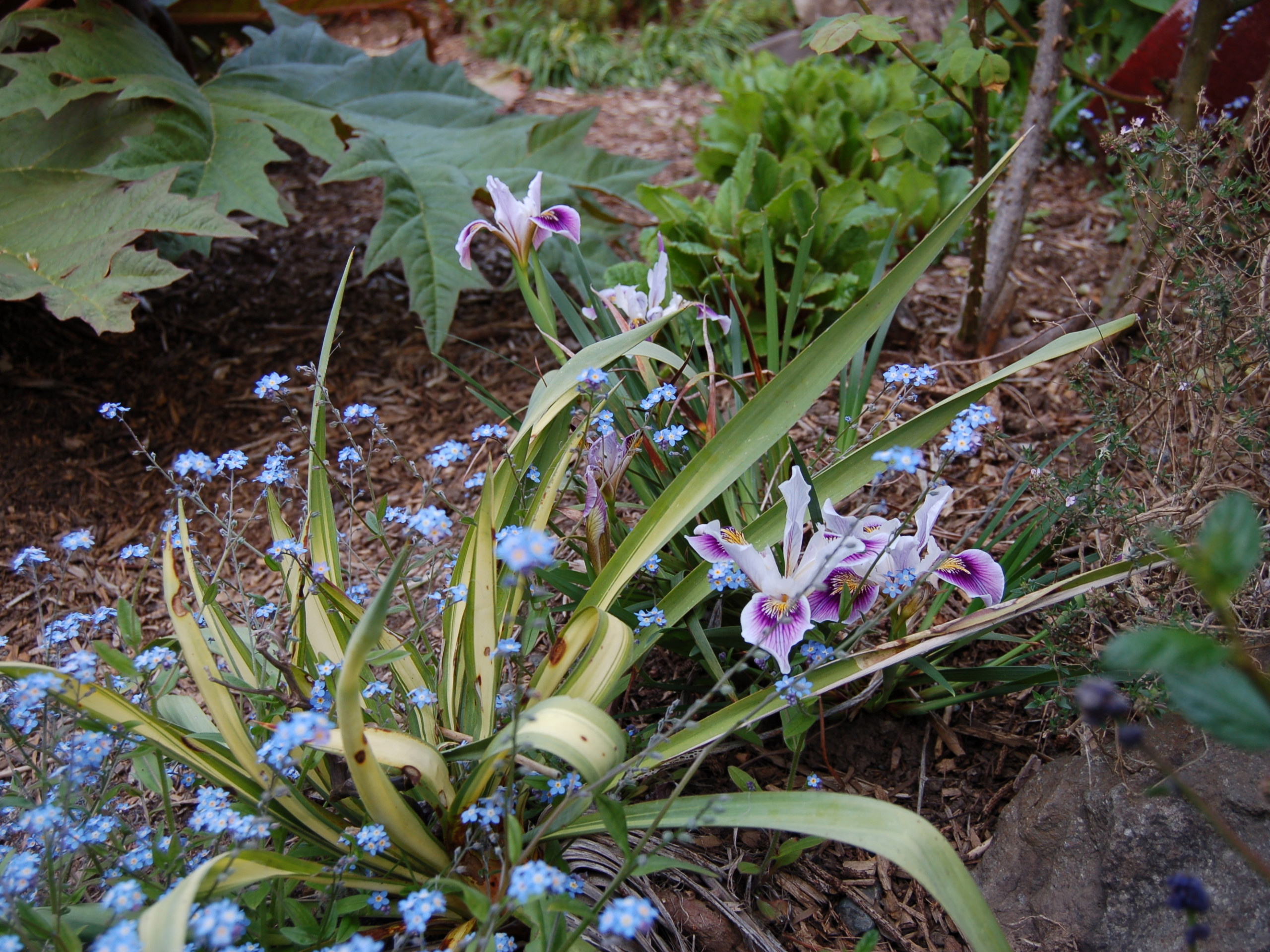 Как правильно: Выбрать первоцветы для «ленивого сада»