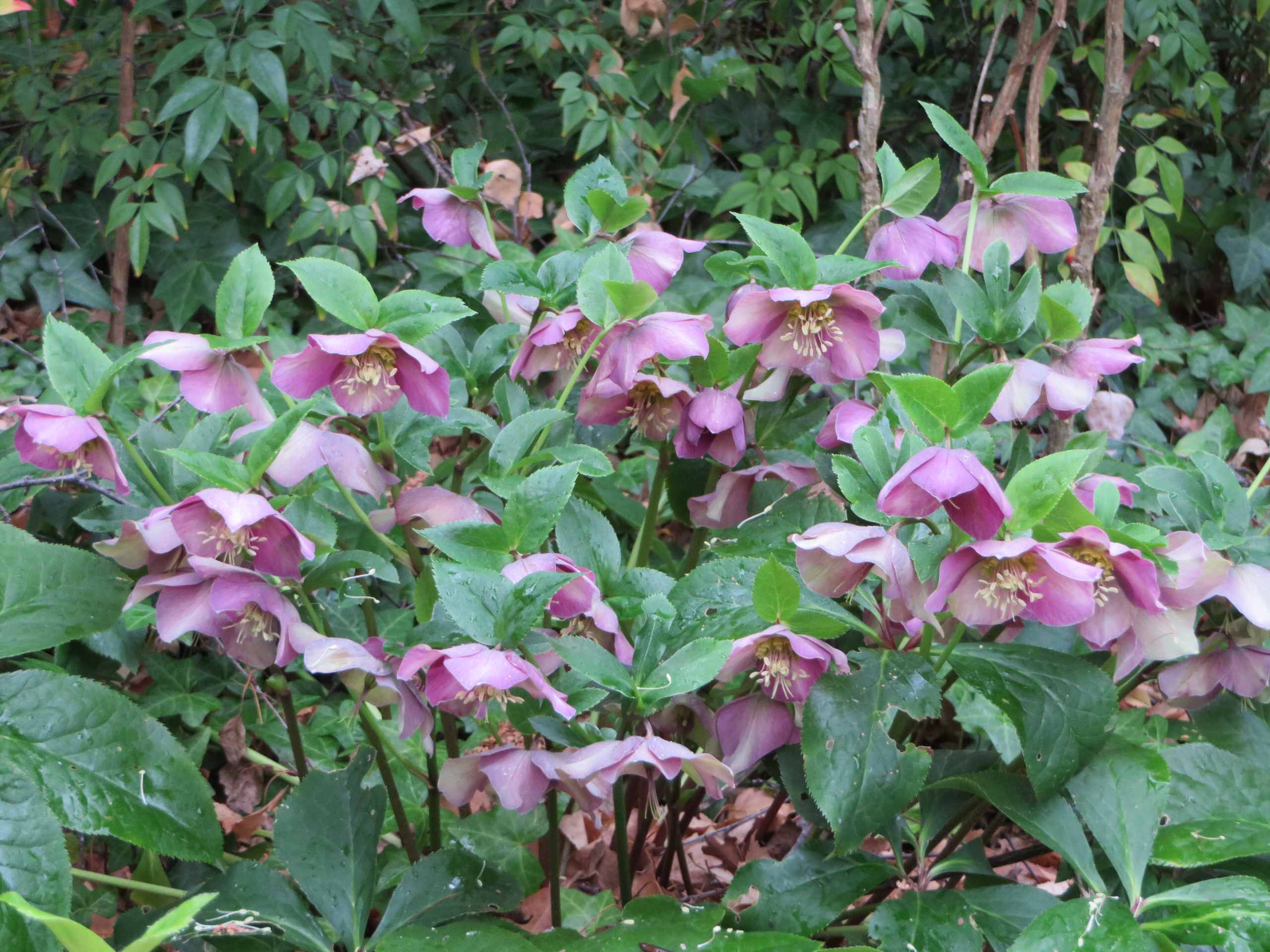 Как правильно: Выбрать первоцветы для «ленивого сада»