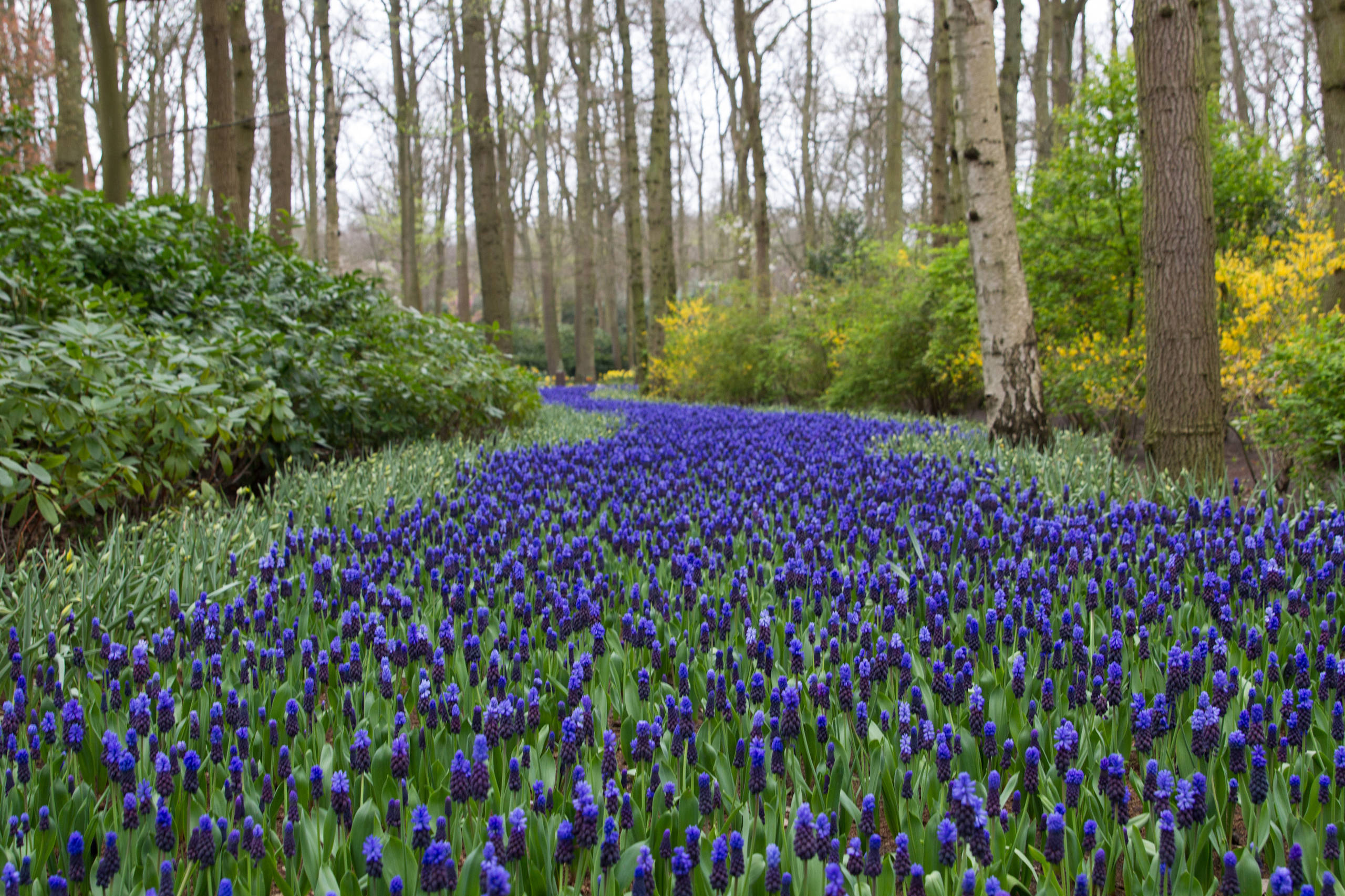 Как правильно: Выбрать первоцветы для «ленивого сада»