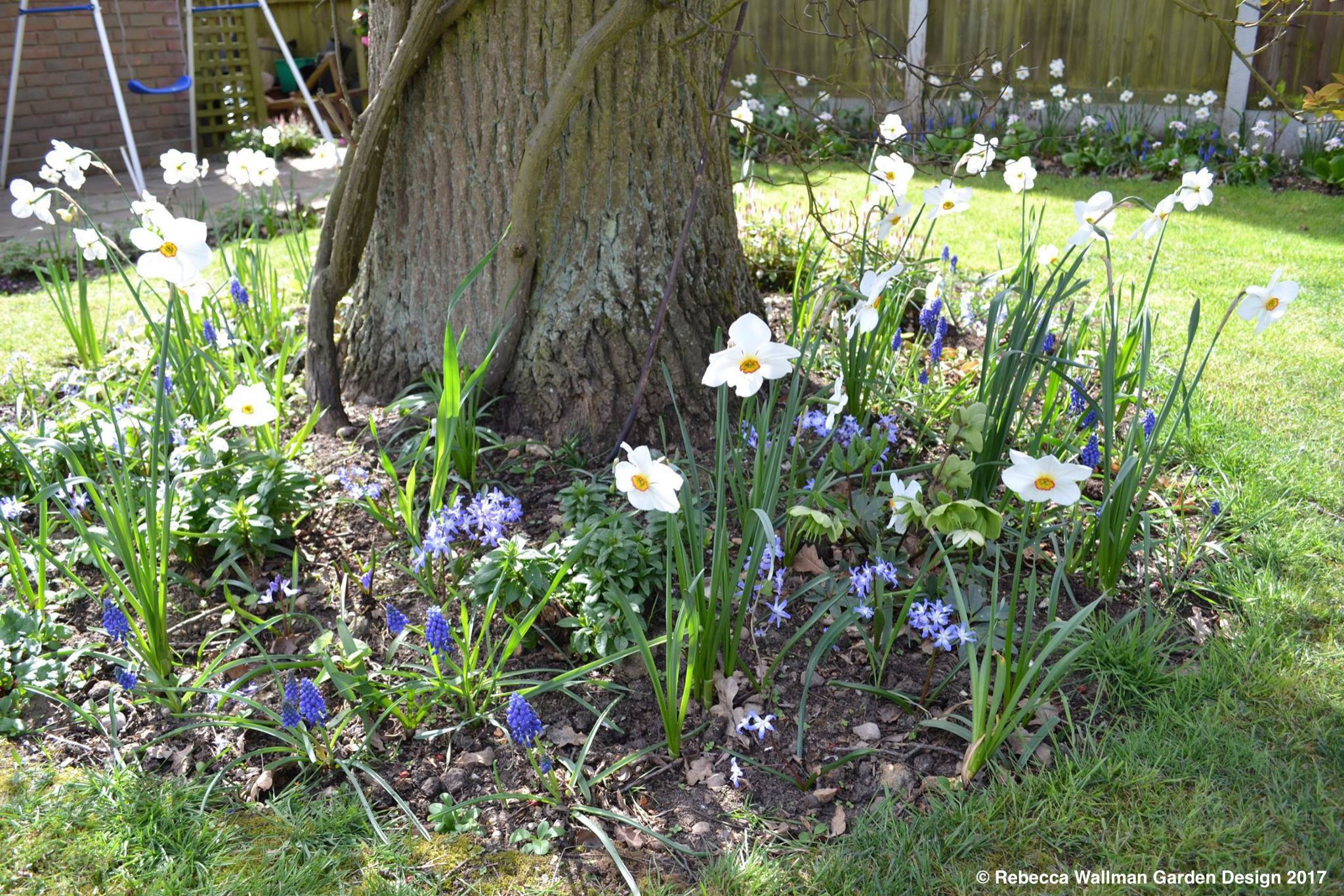 Как правильно: Выбрать первоцветы для «ленивого сада»