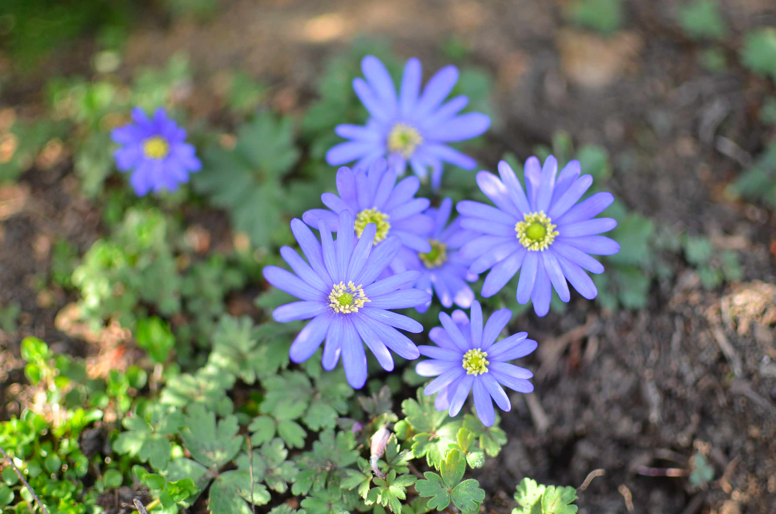 Как правильно: Выбрать первоцветы для «ленивого сада»