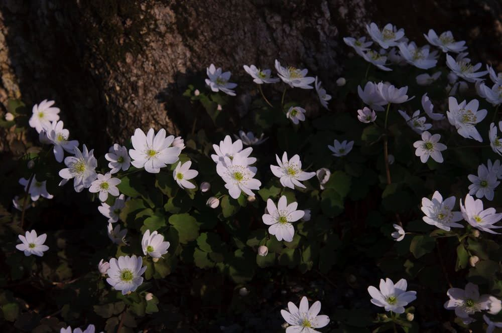 Как правильно: Выбрать первоцветы для «ленивого сада»