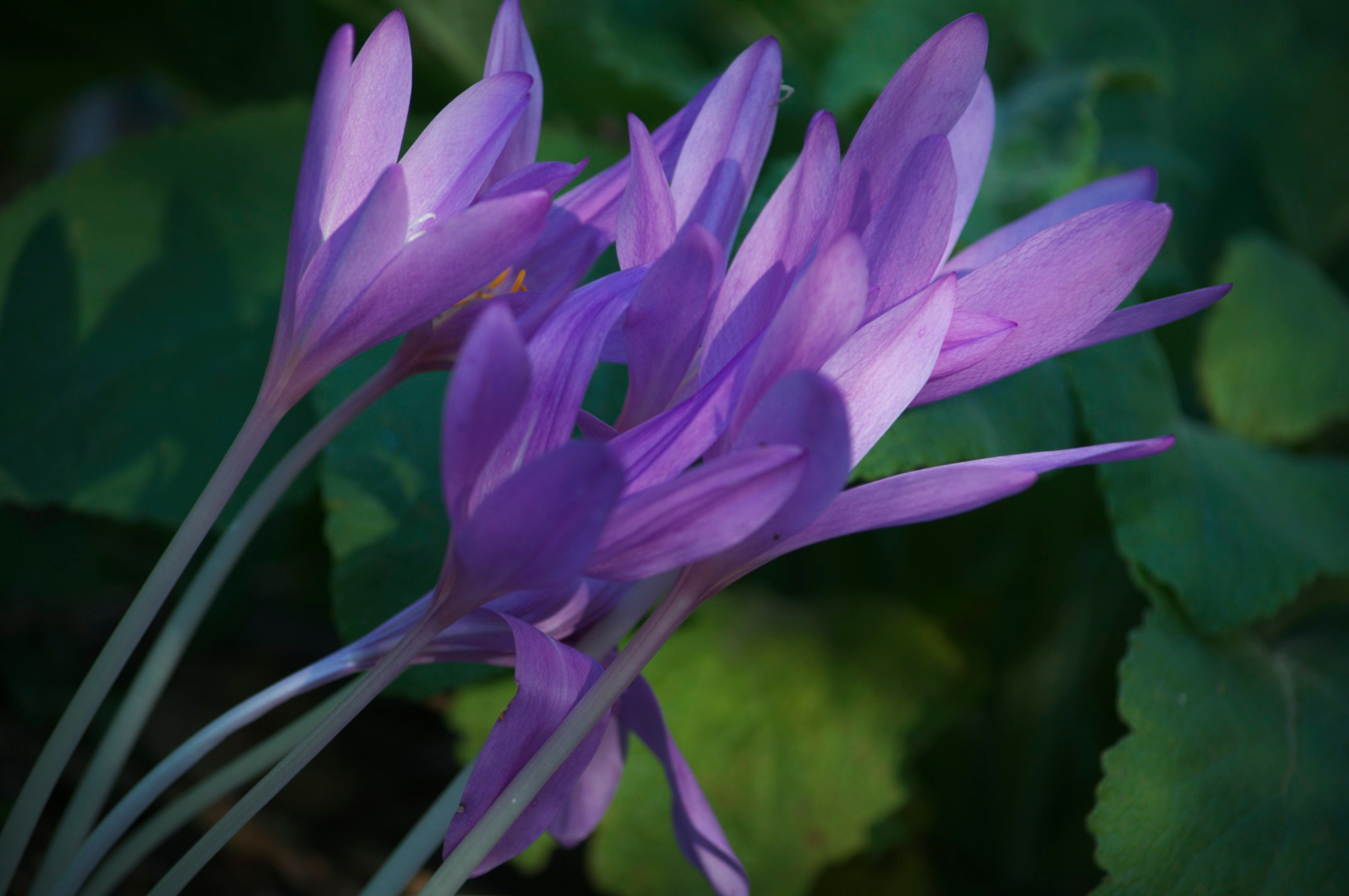 Как правильно: Выбрать первоцветы для «ленивого сада»