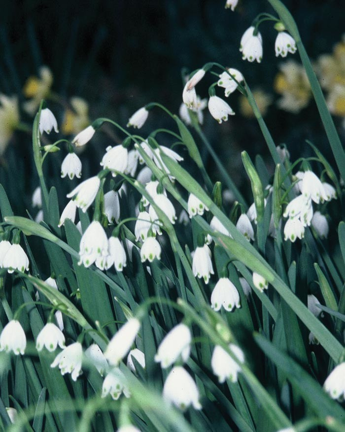 Как правильно: Выбрать первоцветы для «ленивого сада»