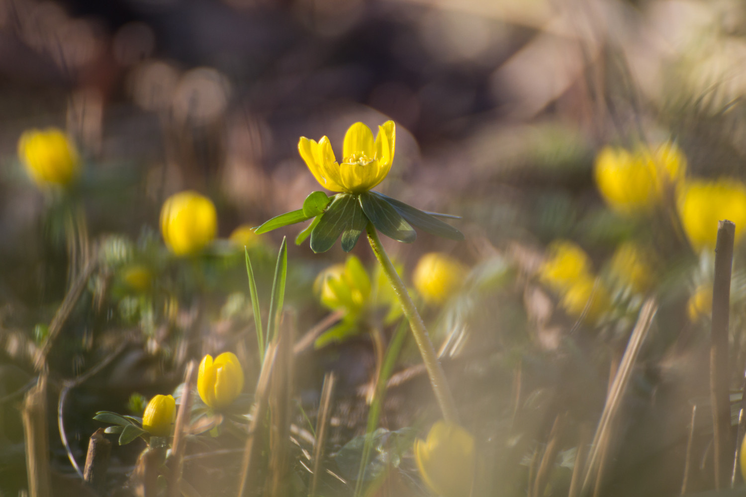 Как правильно: Выбрать первоцветы для «ленивого сада»