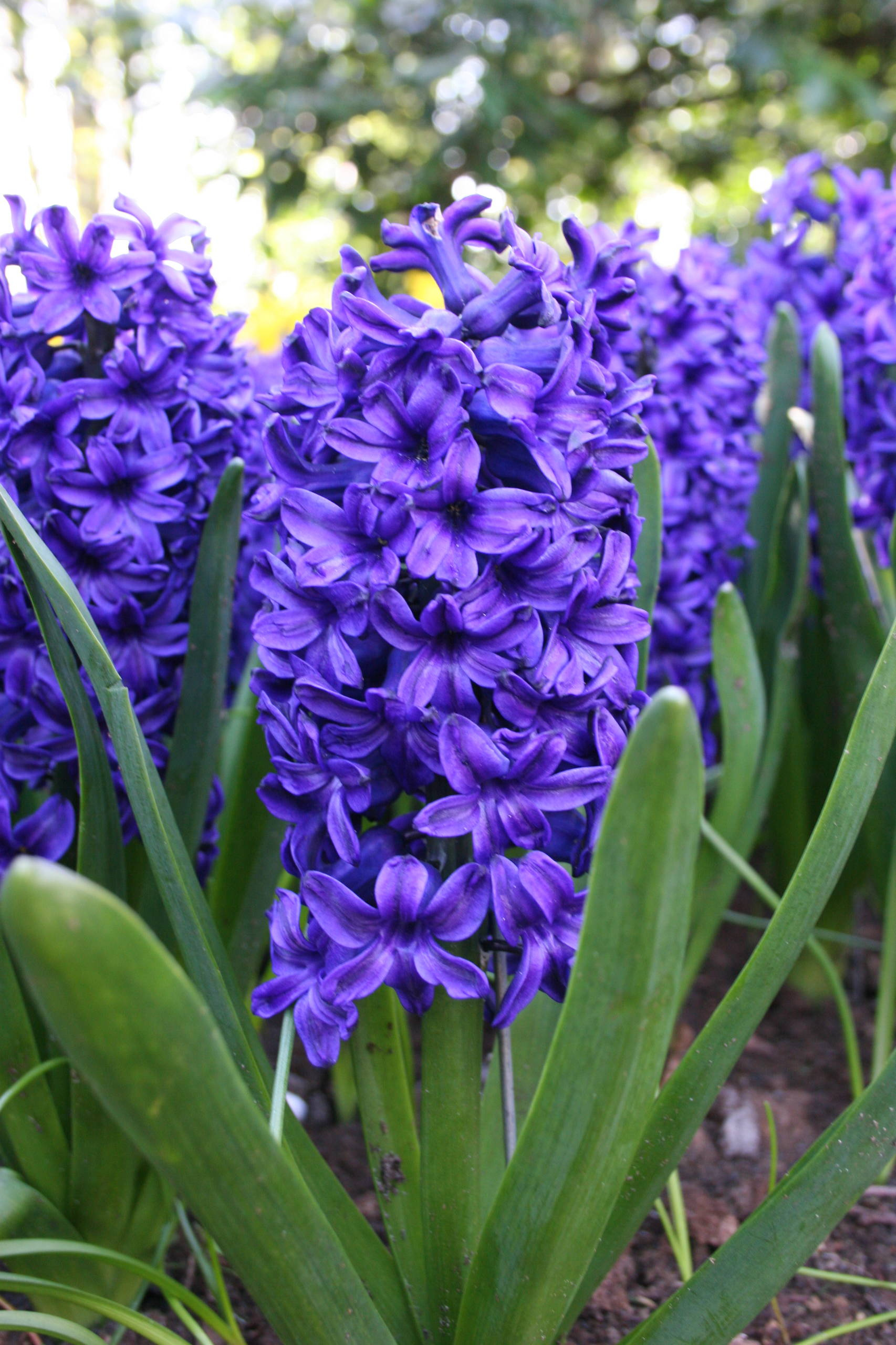 Как правильно: Выбрать первоцветы для «ленивого сада»