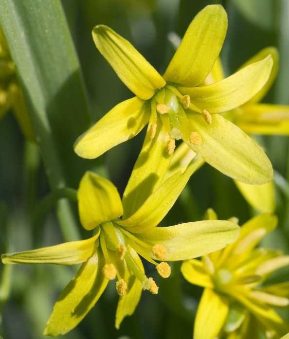 Как правильно: Выбрать первоцветы для «ленивого сада»