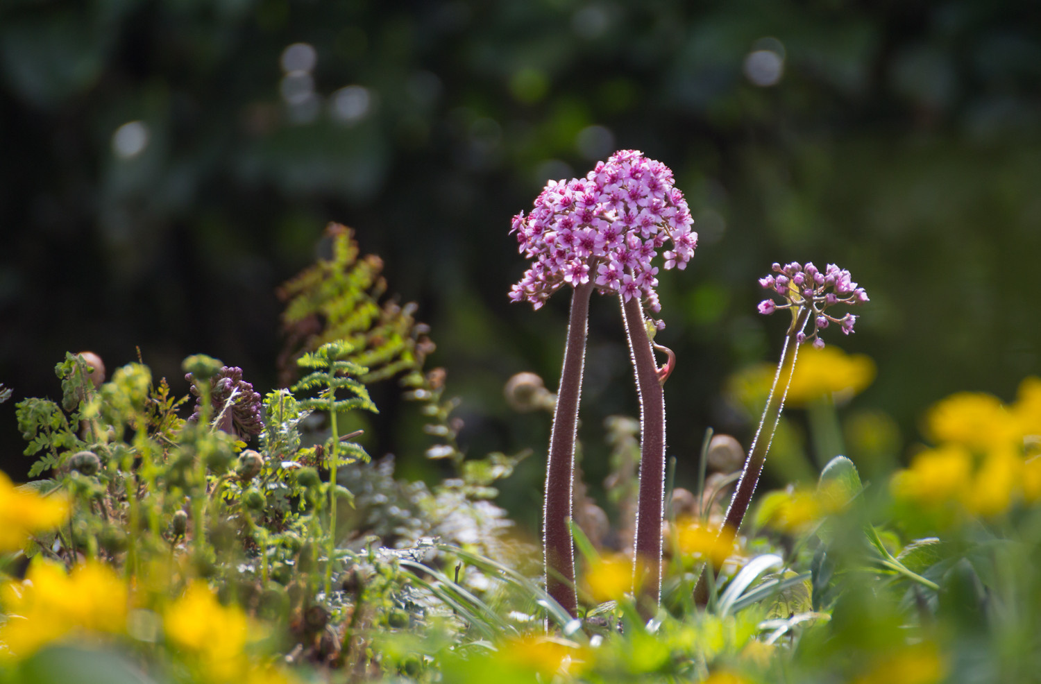 Как правильно: Выбрать первоцветы для «ленивого сада»