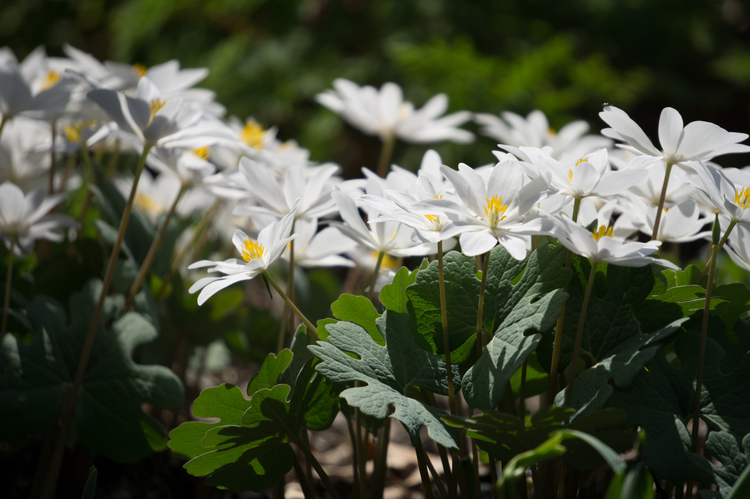 Как правильно: Выбрать первоцветы для «ленивого сада»