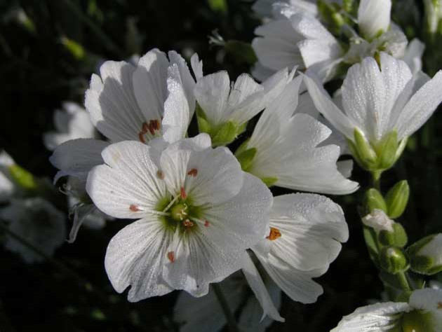 Как правильно: Выбрать первоцветы для «ленивого сада»